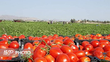کاهش سطح زیر کشت گوجه‌فرنگی در آذربایجان غربی