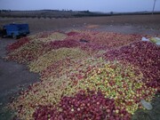 پیش بینی تولید ٣٢٠ هزار تن سیب صنعتی در قطب سیب ایران