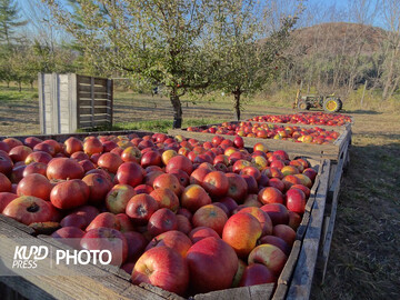اخذ عوارض ۳۵ درصدی برای صادرات سیب لغو شود