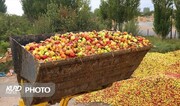 غم نامه سیب آذربایجان غربی