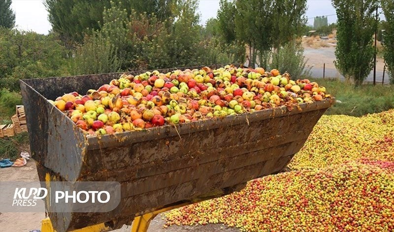 ٣٧ هزار تن سیب صنعتی در آذربایجان غربی خریداری شد