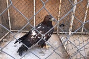 یک بهله عقاب طلایی در مهاباد به دامان طبیعت برگردانده شد