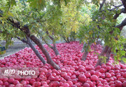 پیش بینی برداشت ۱۰ هزار تن انار از سطح باغات کردستان