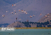 آغاز فصل مهاجرت پرندگان به منابع آبی کردستان