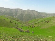 توزیع ۶۵۰۰ تن بذر گیاهان مرتعی در کردستان