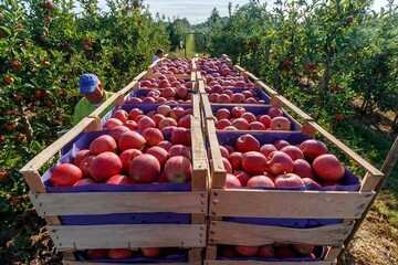 افزایش ١.٥ میلیون تنی تولید سیب، پای لنگِ صادرات