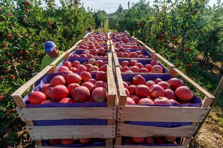 آذربایجان‌غربی ظرفیت تبدیل شدن به میز ملی سیب ایران را دارد