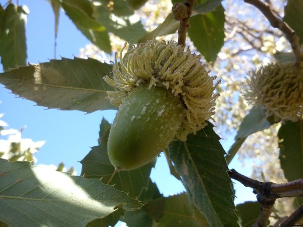 درباره «شوکه» چه می دانید؟ / شیره بلوط هدیهای از زاگرس مهربان