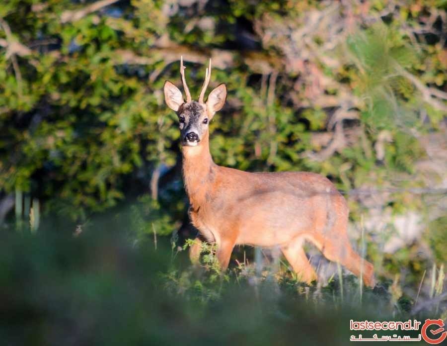 بوزین و مرهخیل، نگین تنوع زیستی غرب کشور