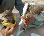 صیاد حرفه‌ای پرندگان شکاری در دهلران دستگیر شد