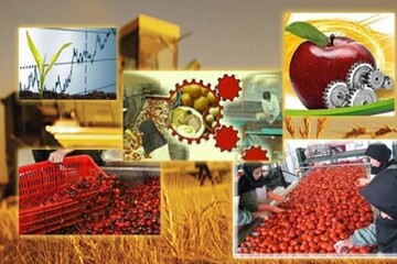 استاندار آذربایجان‌غربی: پیگیر تبدیل شدن به قطب فرآوری محصولات کشاورزی هستیم