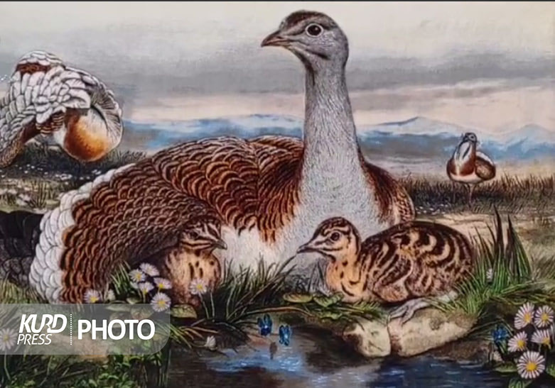 قالیچه نفیس میش مرغ در موزه بوکان رونمایی شد