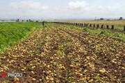 تولید ۳۵۰ هزار تن سیب زمینی در کردستان/تعرفه گمرکی مانع صادرات سیب زمینی