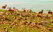 شناسایی ۲۷۰۰ گونه جانوری و گیاهی بومی در استان کردستان