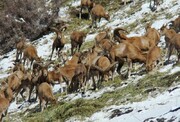 افزایش جمعیت حیات وحش در مناطق حفاظت شده آذربایجان غربی