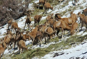 جمعیت حیات وحش آذربایجان غربی ۲۰ درصد افزایش یافت