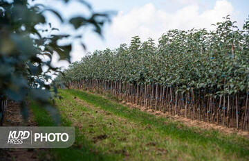 تولید ۴ میلیون اصله نهال در ایلام برای حفاظت از جنگل‌های زاگرس