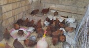 پرورش مرغ خانگی یکی از مشاغل پر طرفدار زنان مددجوی ایلام