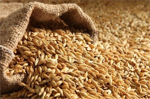 ۹ مرکز خرید تضمینی جو در کردستان دایر شد