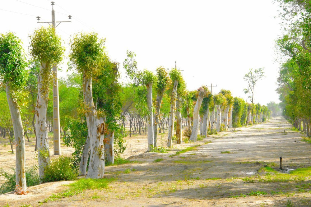  اکالیپتوس ظرفیتی برای نجات درختان زاگرس / زهرا پوراسماعیل