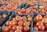 محموله ۲۰ هزار کیلویی گوجه فرنگی قاچاق در گمرک باشماق کشف شد