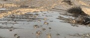 حواشی مالچ پاشی در دریاچه ارومیه