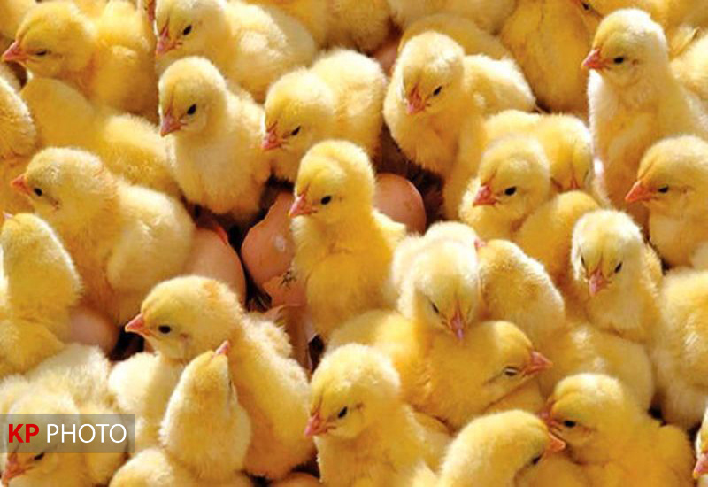 پارادوکس مرغ در کردستان/بالاترین قیمت در قطب تولید!