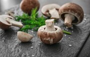 تولید ٤ هزار تن قارچ خوراکی در آذربایجان غربی/ارومیه در صدر