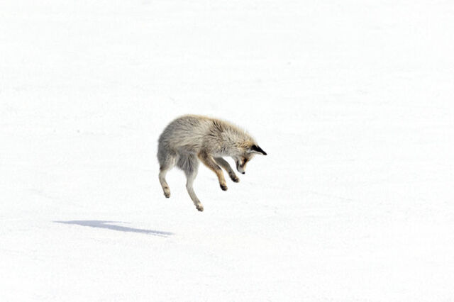تصاویر زیبایی از حیات وحش اردهان در کردستان ترکیه