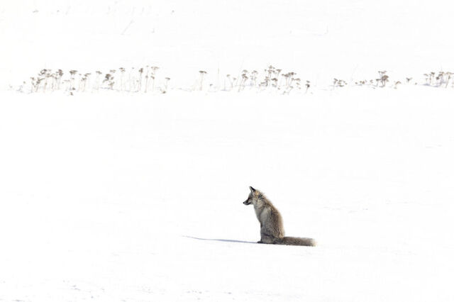 تصاویر زیبایی از حیات وحش اردهان در کردستان ترکیه
