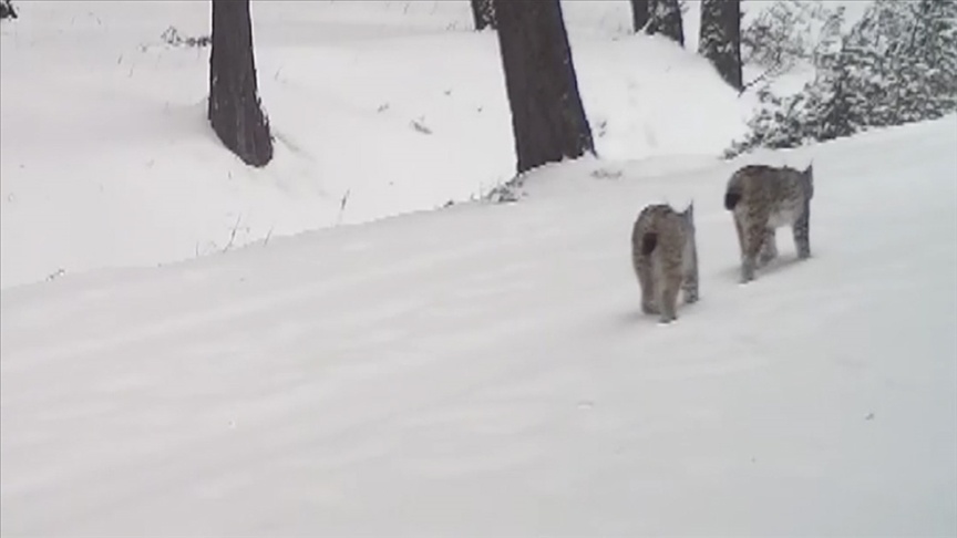 تصاویر زیبایی از حیات وحش اردهان در کردستان ترکیه