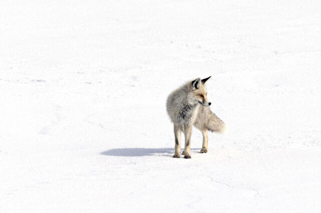 تصاویر زیبایی از حیات وحش اردهان در کردستان ترکیه
