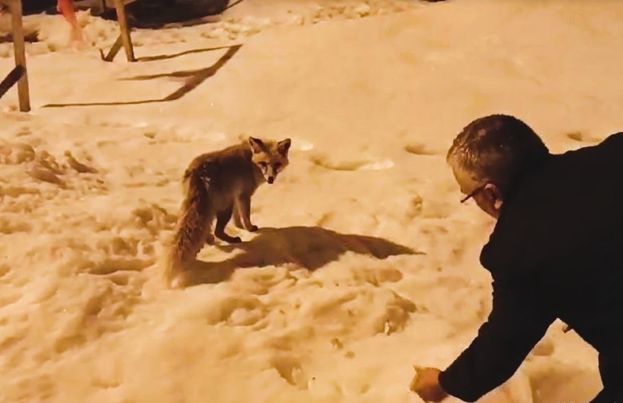 تصاویر زیبایی از حیات وحش اردهان در کردستان ترکیه