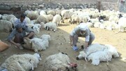۱۰ درصد پشم عشایر کشور در ایلام تولید می شود / افتتاح اولین کارخانه فرآوری پشم در استان