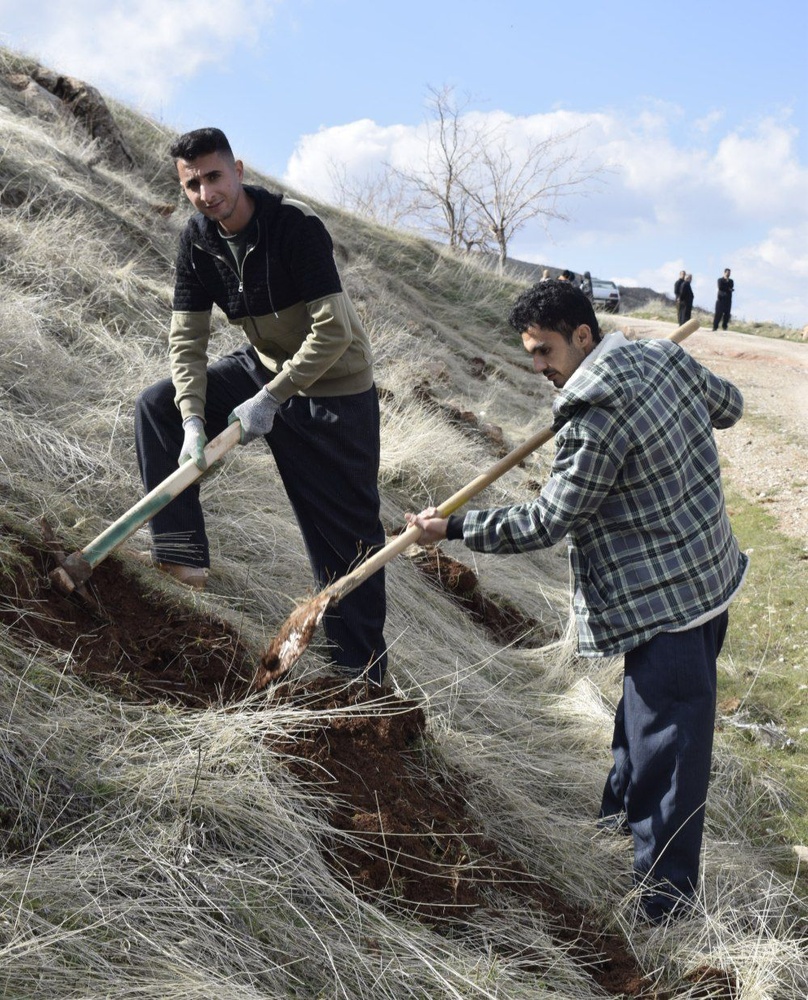 کاشت ۶۰۰ نهال دیم در روستای کانی کوچکینه روانسر