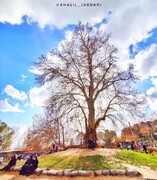 جشن ۶۰۰ سالگی درخت رحمت تاق بستان برگزار می‌شود