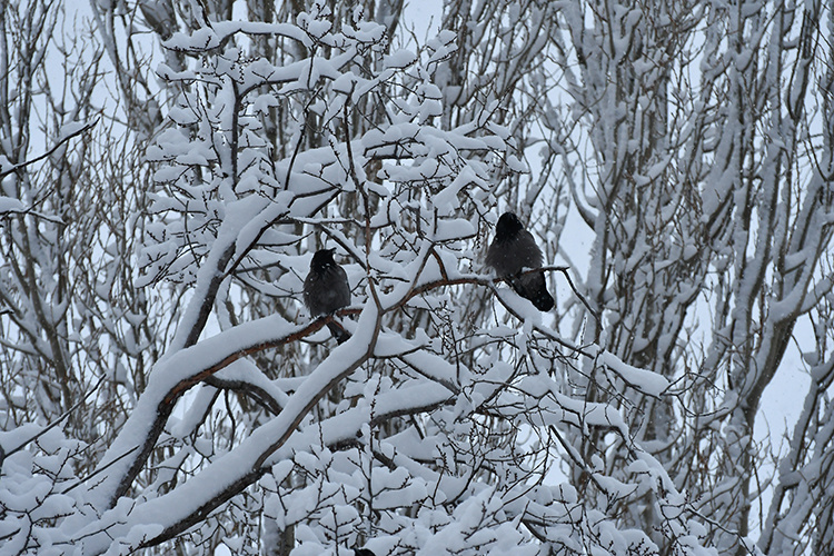 بسته شدن راه 393 منطقه مسکونی در کردستان ترکیه بر اثر بارش برف
