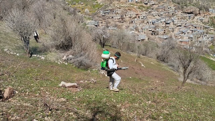 تداوم مبارزه با آفت ملخ بومی در ۲۵۲ هکتار از اراضی کردستان