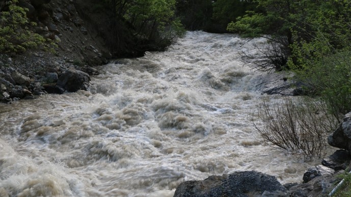 دستتان را از سرزمین های ما بکشید/درختان بلوط ما را قتل عام کردید + تصاویر