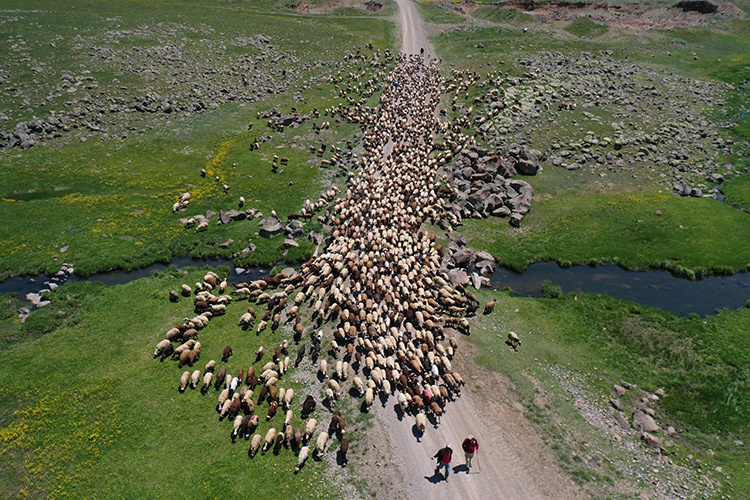 عشایر کوچرو چادرهای خود را در فلات سینک آگری برپا می کنند + تصاویر