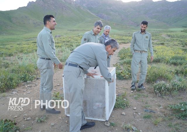 رهاسازی چند گونه پرنده وحشی در طبیعت