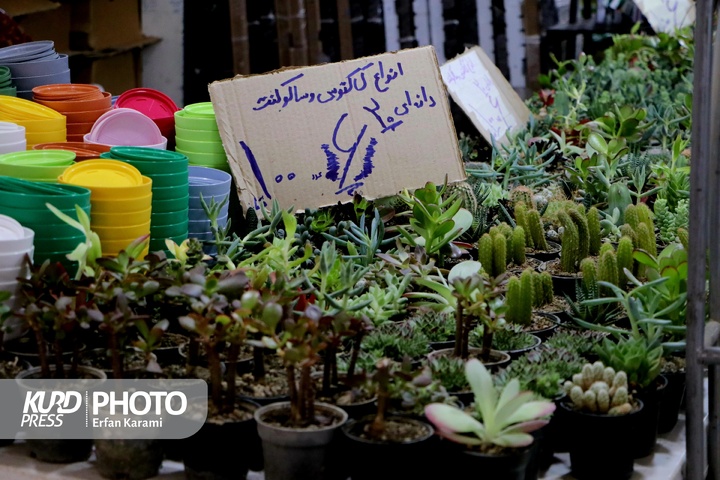 نمایشگاه گل و گیاه