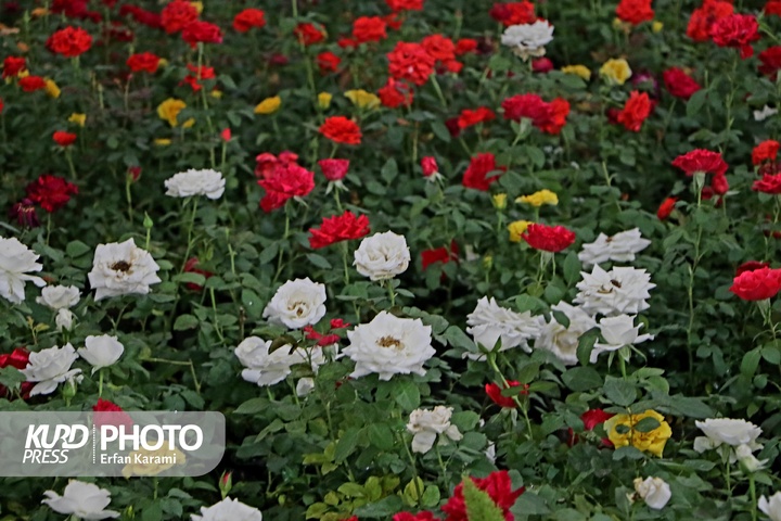 نمایشگاه گل و گیاه