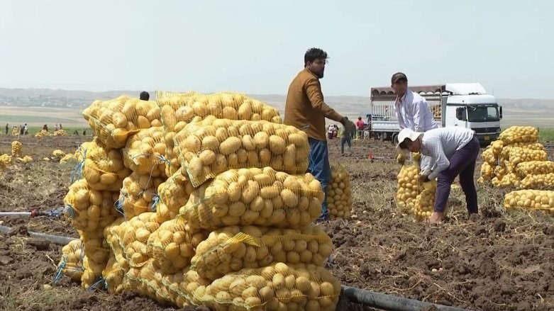 ۵ هزار تن سیب زمینی  اقلیم کردستان به عربستان سعودی صادر می‌شود
