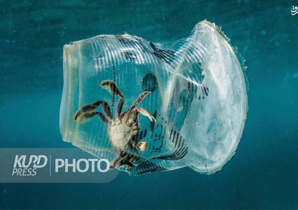 پلاستیک؛ قاتل محیط زیست و حیات وحش
