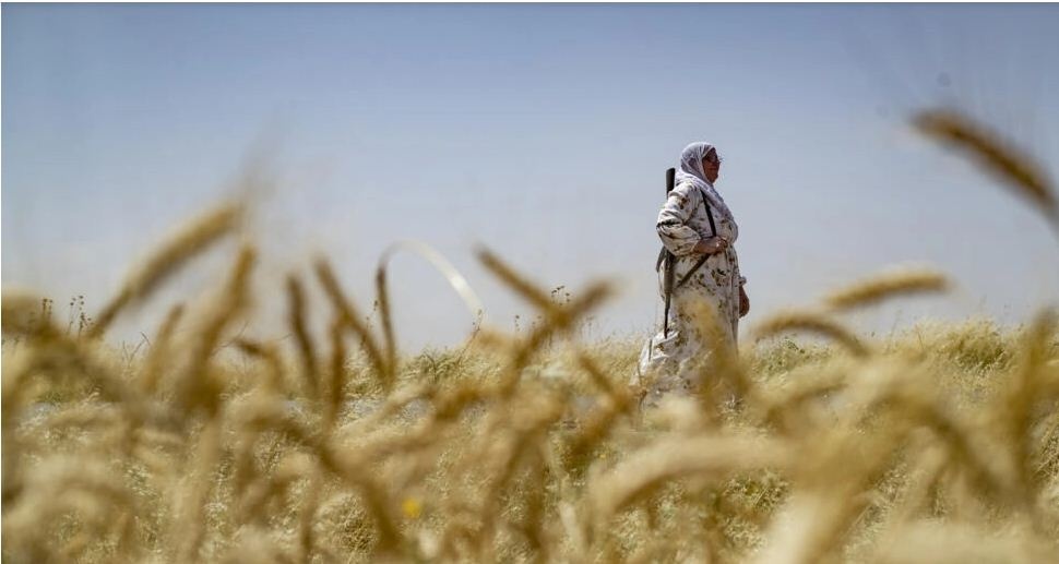 محافظت زنان داوطلب کرد از کشتزارهای گندم شمال شرق سوریه