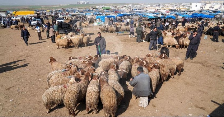 اتحادیه علمای اسلام اقلیم کردستان به حجاج: قربانی های خود را در کردستان انجام دهید