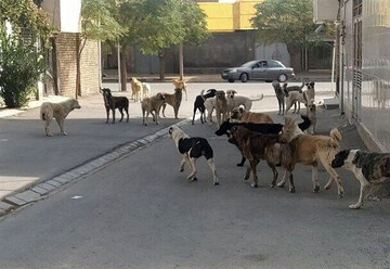 کودکان سنندج قربانی بی عملی مدیران شهری؛ بحران سگ های بلاصاحب در کردستان