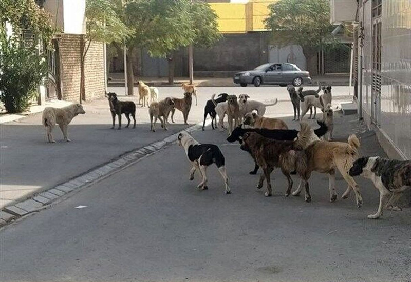 سگ های هار در کمین شهروندان کردستانی/شهرداران به دنبال فعالیت های انتخاباتی هستند