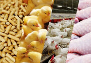 ۴ میلیارد تومان تسهیلات به زنجیره تولید گوشت مرغ در سروآباد پرداخت شد